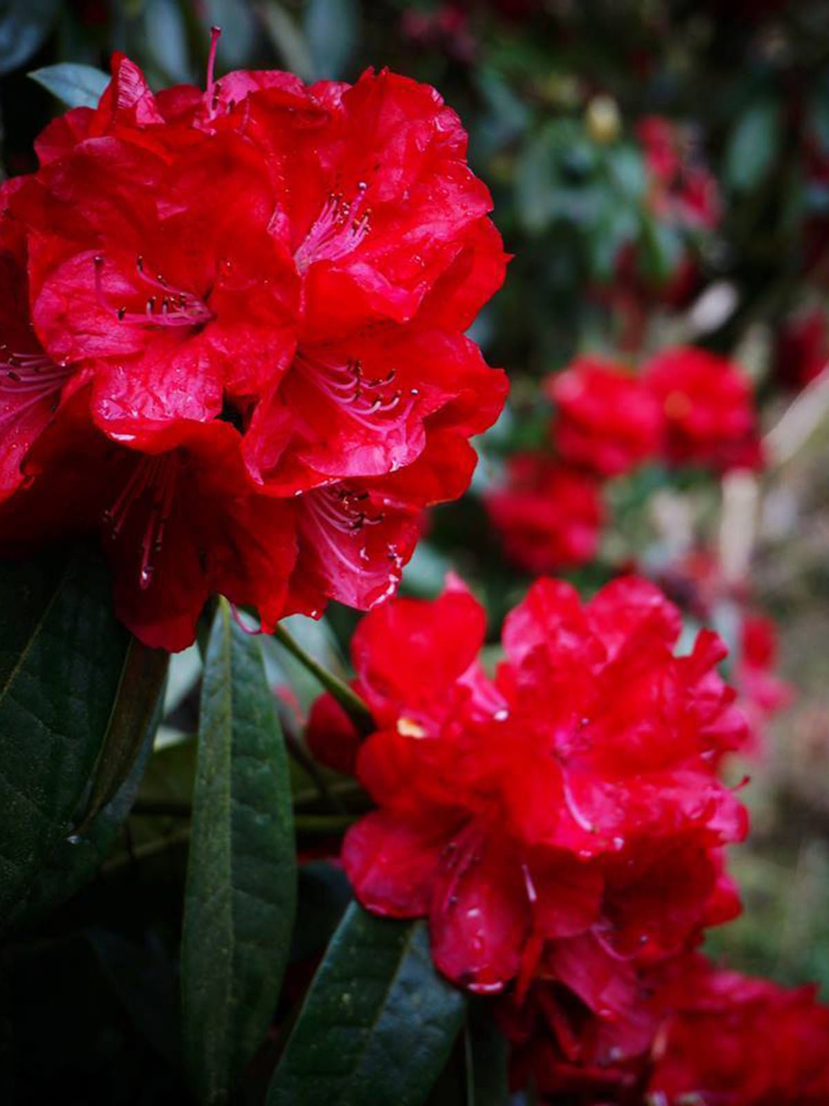 Rhododendron Bibiani - Ladybird Nursery