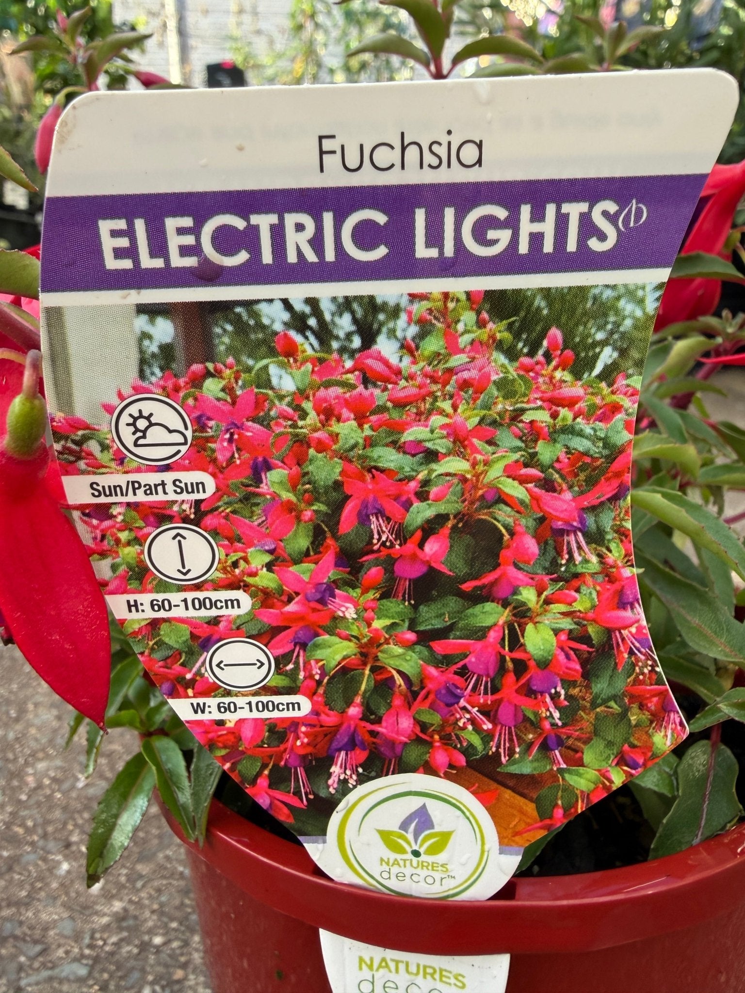 Fuchsia 'Electric Lights' - Ladybird Nursery