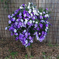 Azalea Dr Bergman - Ladybird Nursery