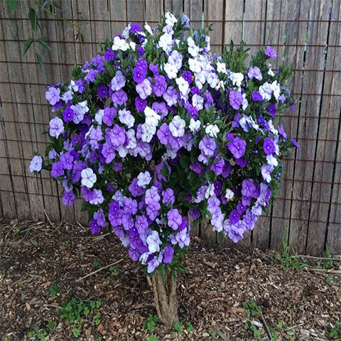 Azalea Dr Bergman - Ladybird Nursery