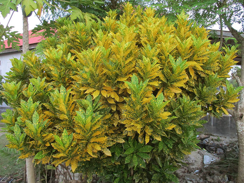 Croton Spp. (Codiaeum variegatum)