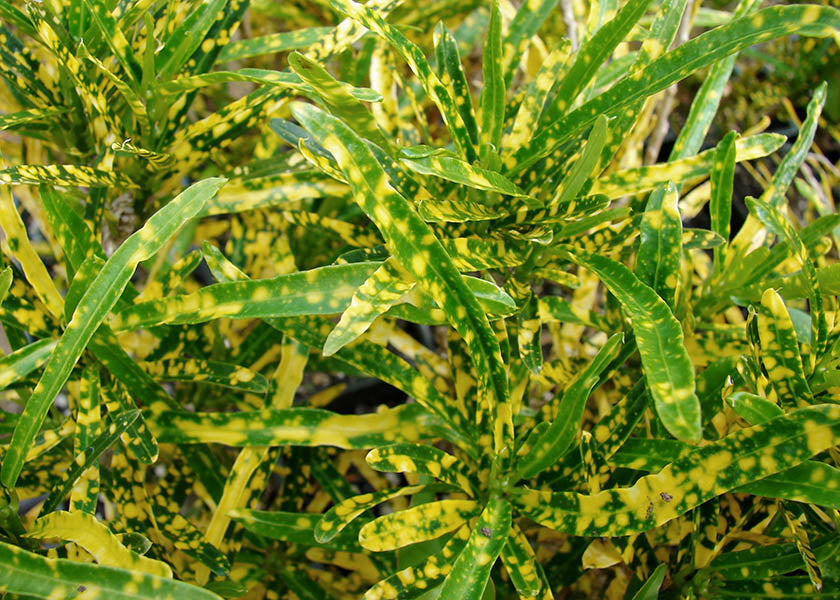 Croton Spp. (Codiaeum variegatum)
