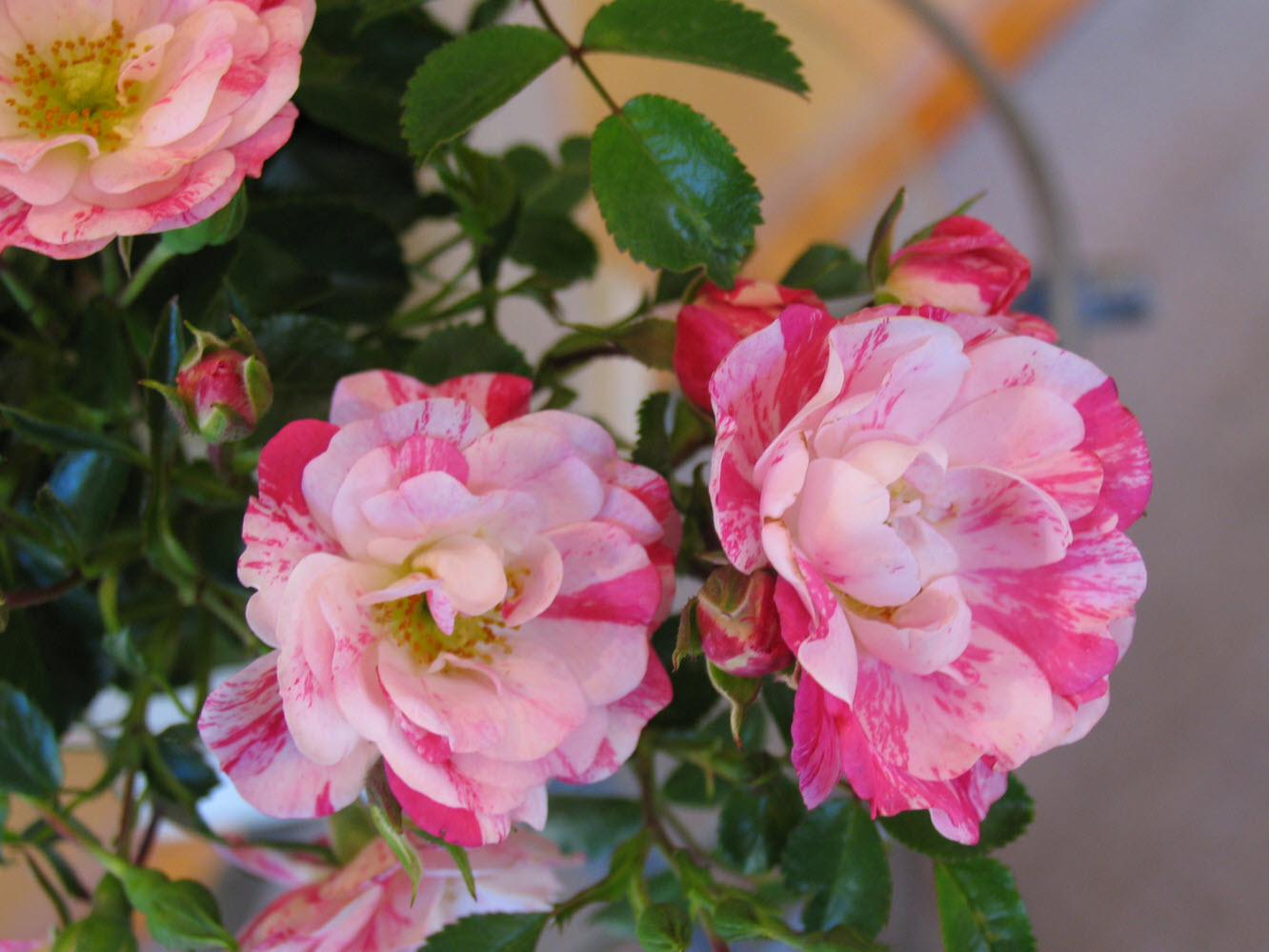 Rose Flower Carpet Pink Splash (Rosa)