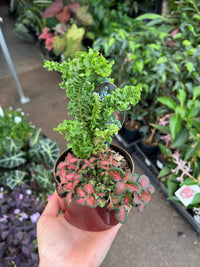 Small Indoor Plant Assortment in Ceramic Pots - Ladybird Nursery