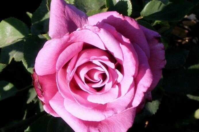Rose Fragrant Plum (Rosa) - Ladybird Nursery