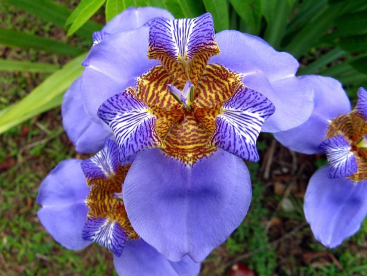 Walking Iris (Neomarica caerulea) - Ladybird Nursery