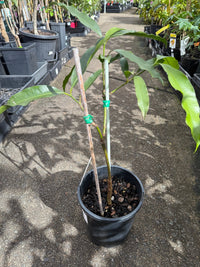 Achacha Grafted - Ladybird Nursery