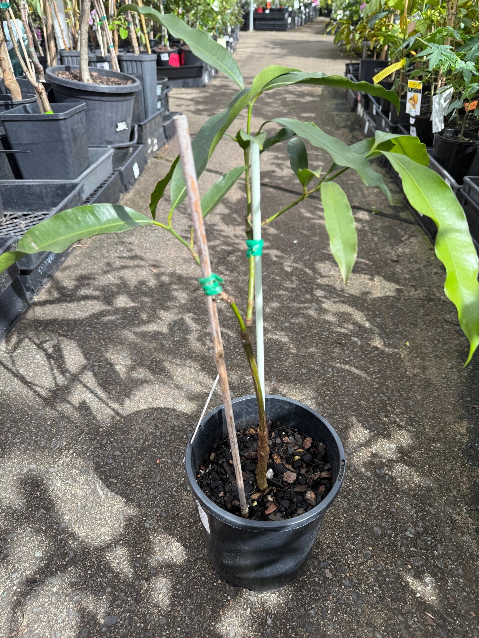 Achacha Grafted - Ladybird Nursery