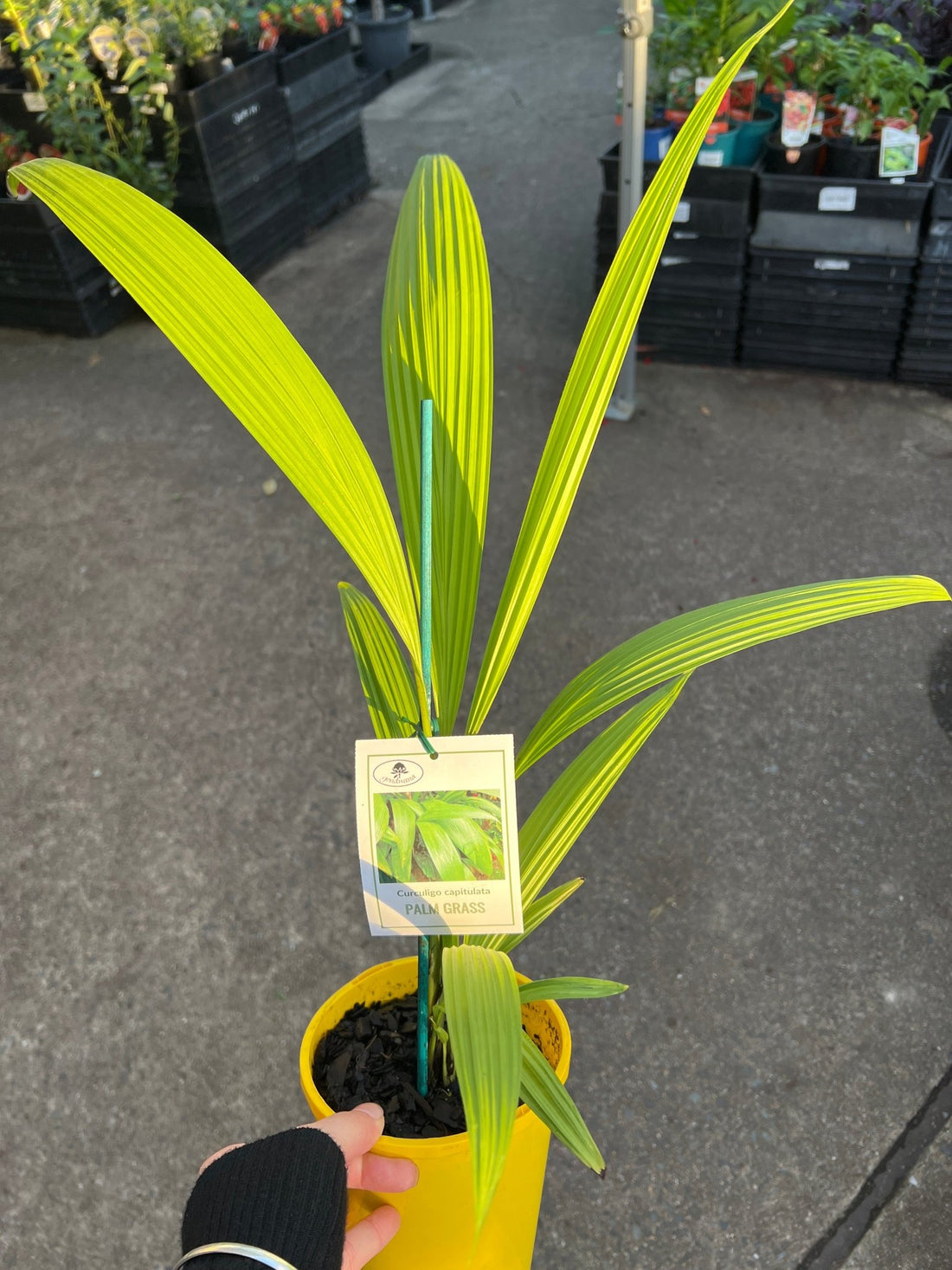 Palm Grass (Molineria capitulata) - Ladybird Nursery