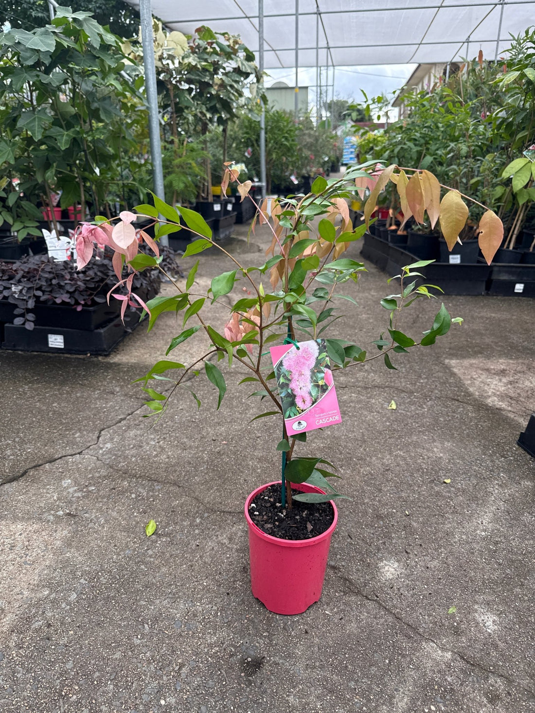 Lilly Pilly ‘Pink Cascade’ (Syzygium australe) - Ladybird Nursery