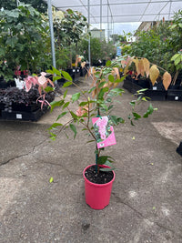 Lilly Pilly ‘Pink Cascade’ (Syzygium australe) - Ladybird Nursery