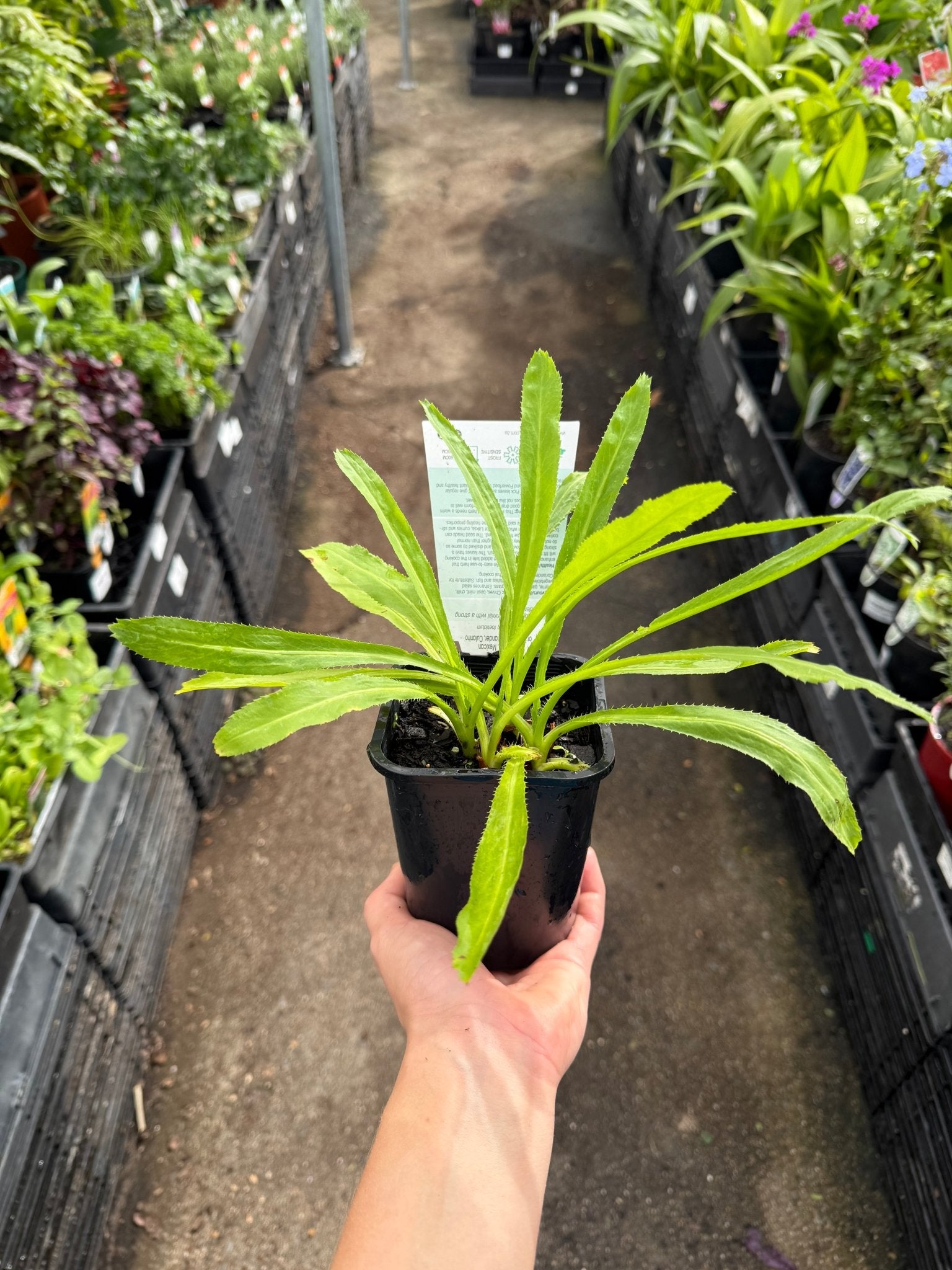 Perennial Coriander (Eryngium foetidum) - Ladybird Nursery