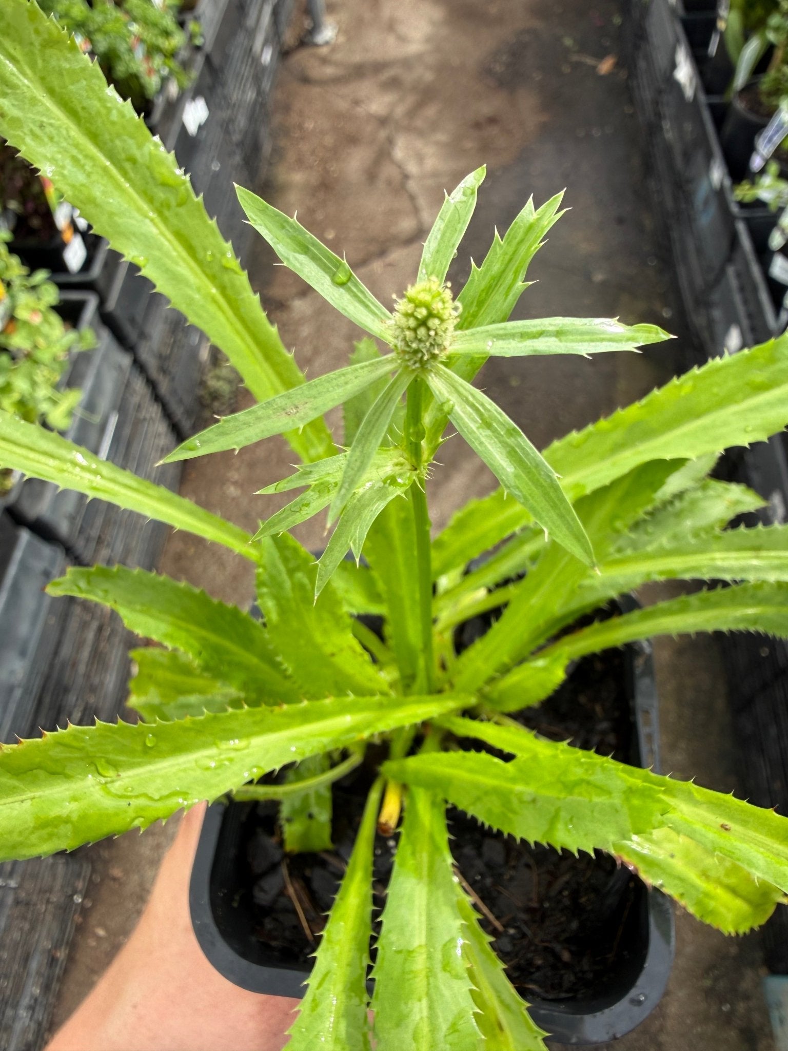 Perennial Coriander (Eryngium foetidum) - Ladybird Nursery