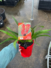 Kangaroo Paw 'Bush Ballad' (Anigozanthos) - Ladybird Nursery