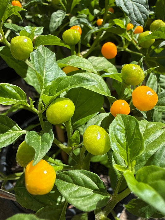 Chilli ‘Aji Charapita’ - Ladybird Nursery