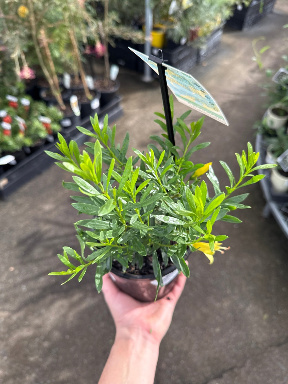 Emu Bush 'aurea' (Eremophila maculata) - Ladybird Nursery