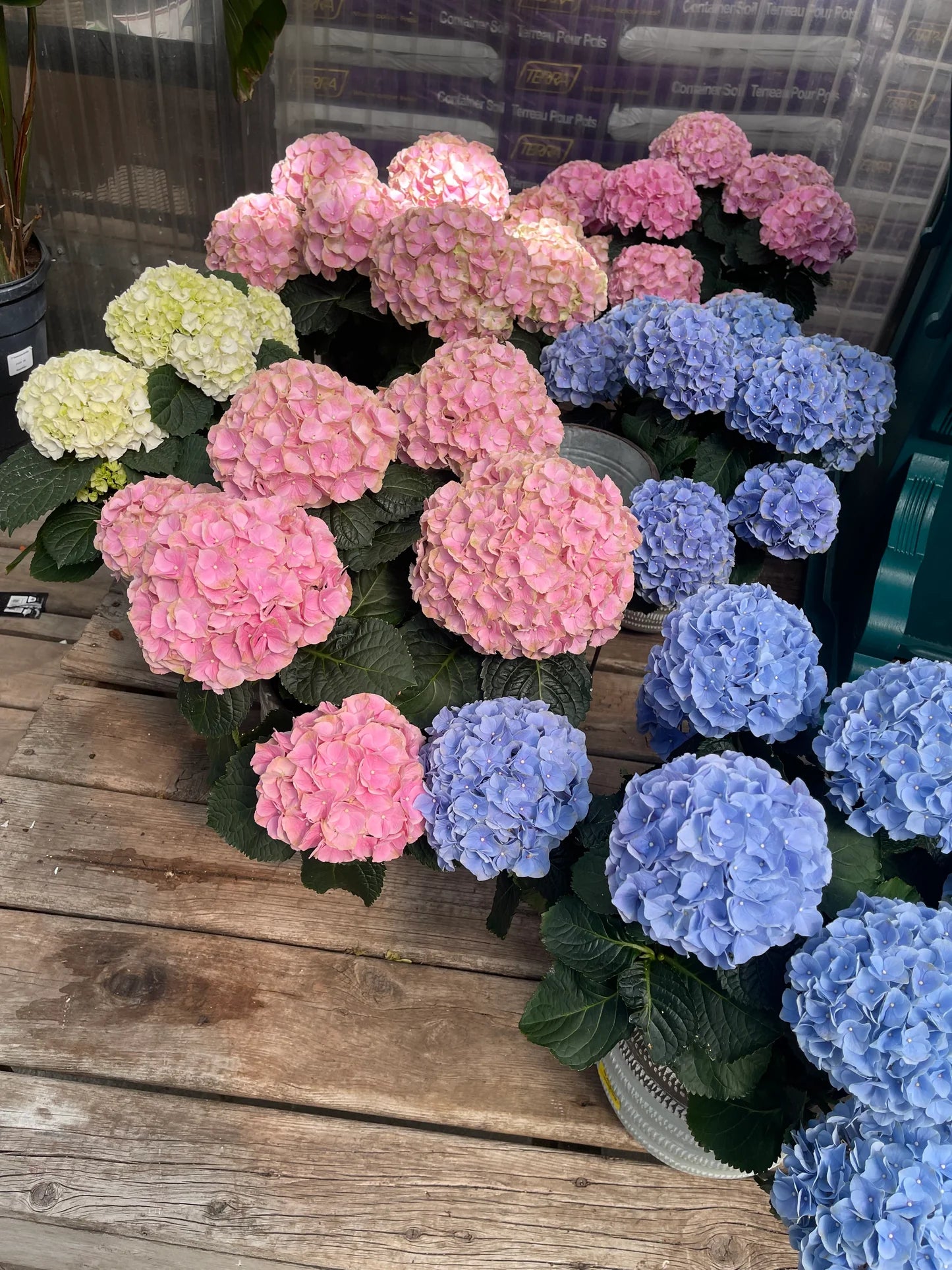 Hydrangea Assorted (Hydrangea spp.) - Ladybird Nursery