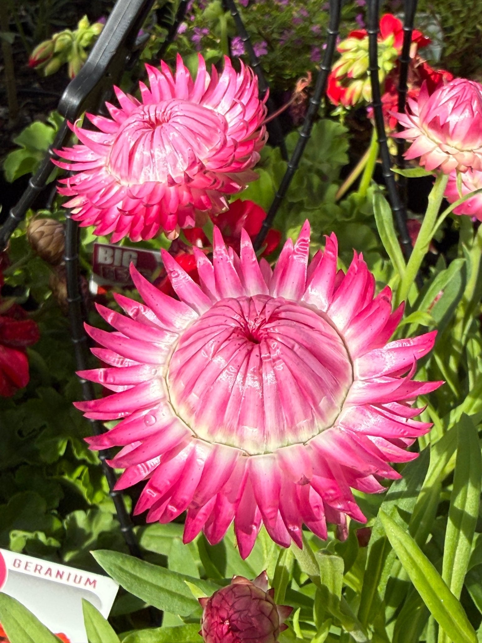 Paper Daisy Dreamtime Jumbo Rose (Bracteantha) - Ladybird Nursery