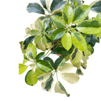 Variegated Umbrella Tree variegata (Schefflera spp.) - Ladybird Nursery