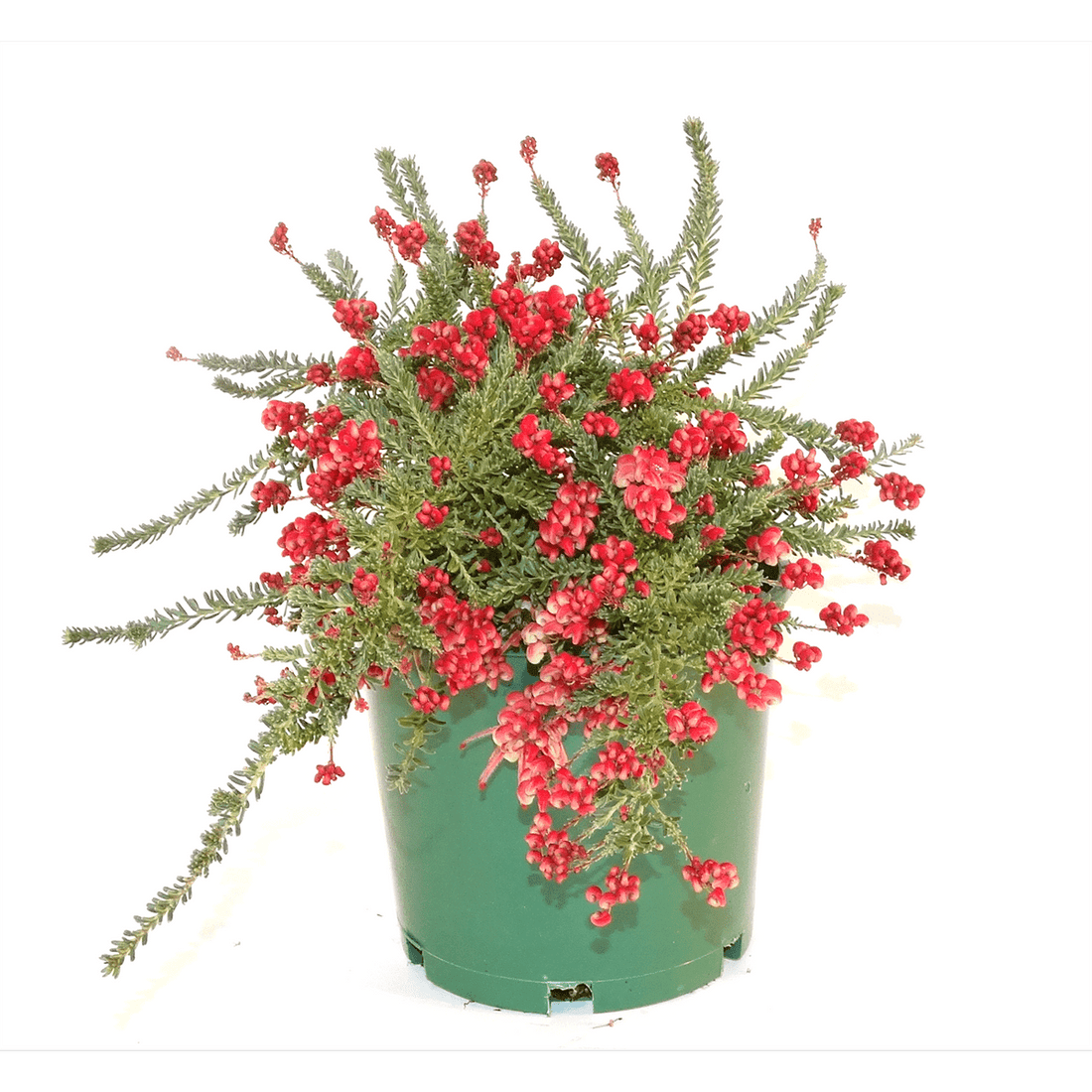 Grevillea Little Drummer Boy (Grevillea lanigera) - Ladybird Nursery