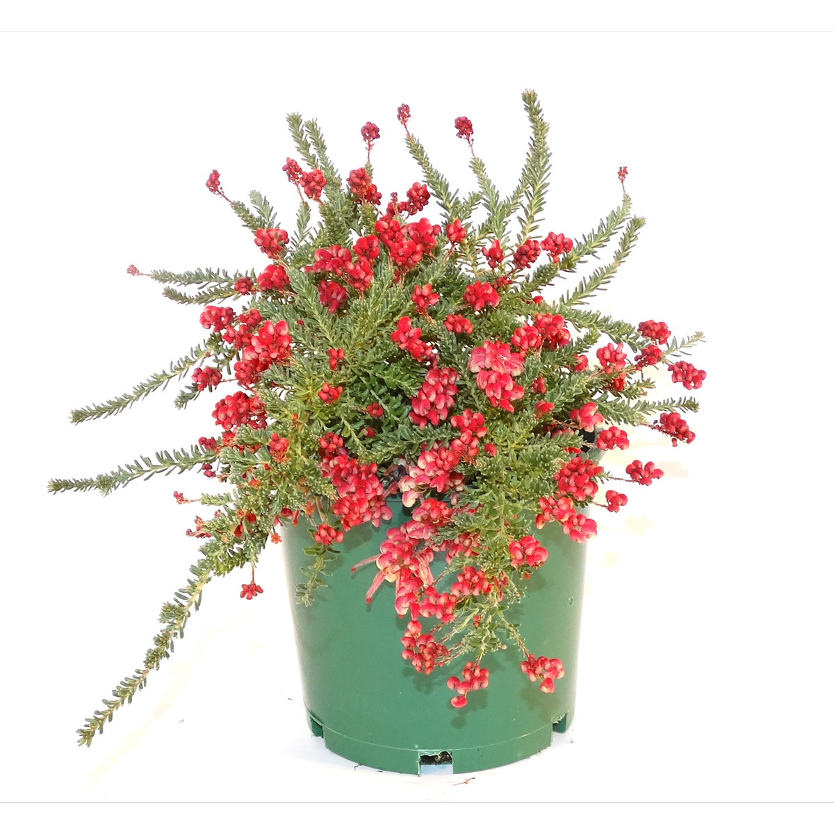 Grevillea Little Drummer Boy (Grevillea lanigera)