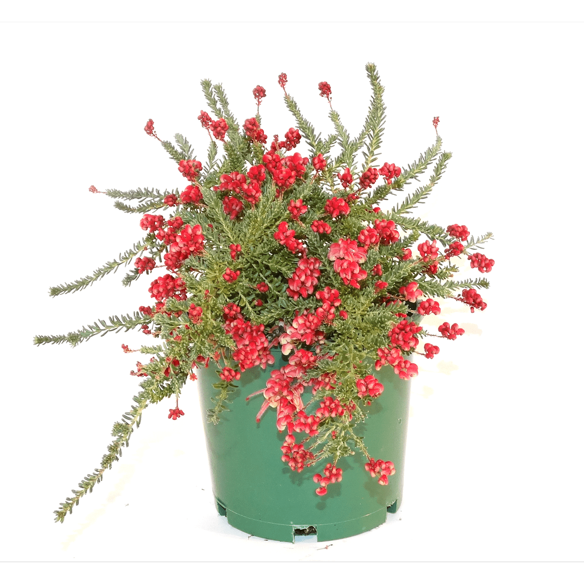 Grevillea Little Drummer Boy (Grevillea lanigera) - Ladybird Nursery