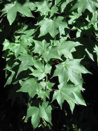 Cappadocian Maple Turkish (Acer cappadocicum)