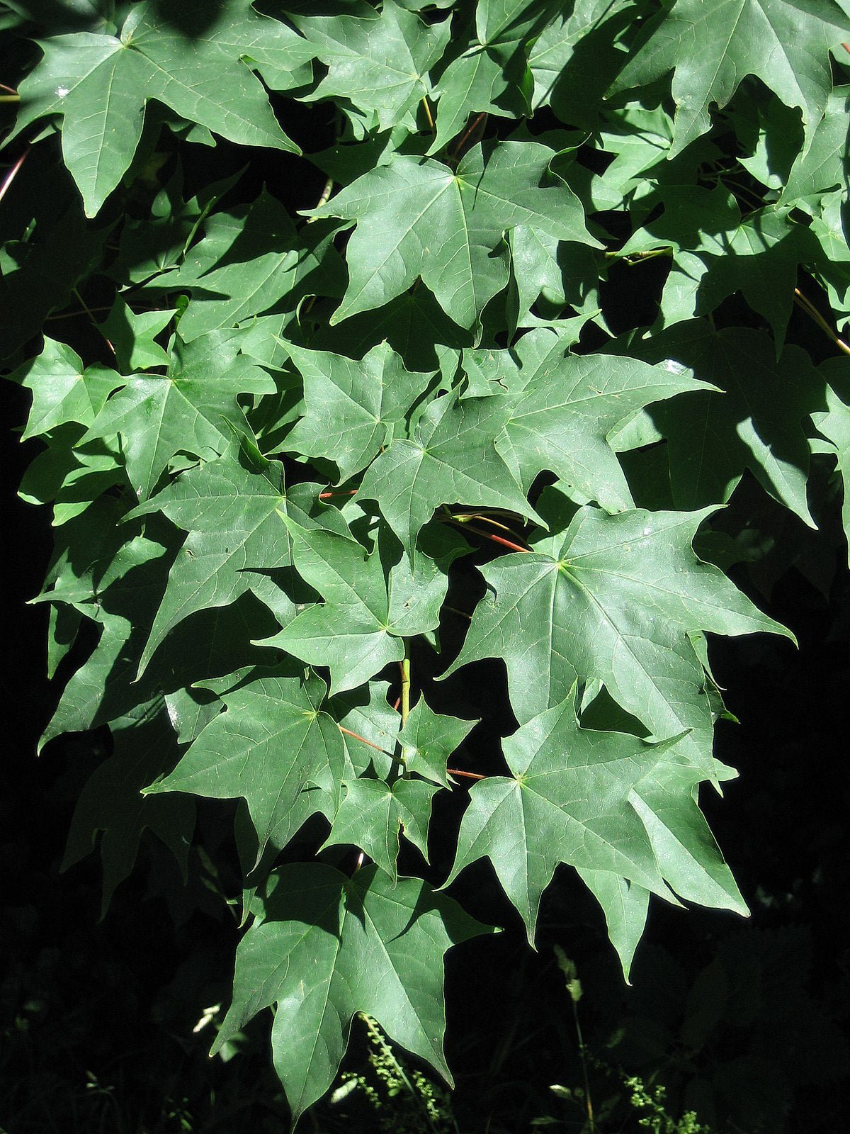 Cappadocian Maple Turkish (Acer cappadocicum) - Ladybird Nursery