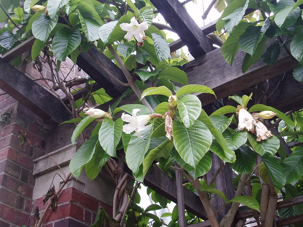 Herald's Trumpet (Beaumontia grandiflora)