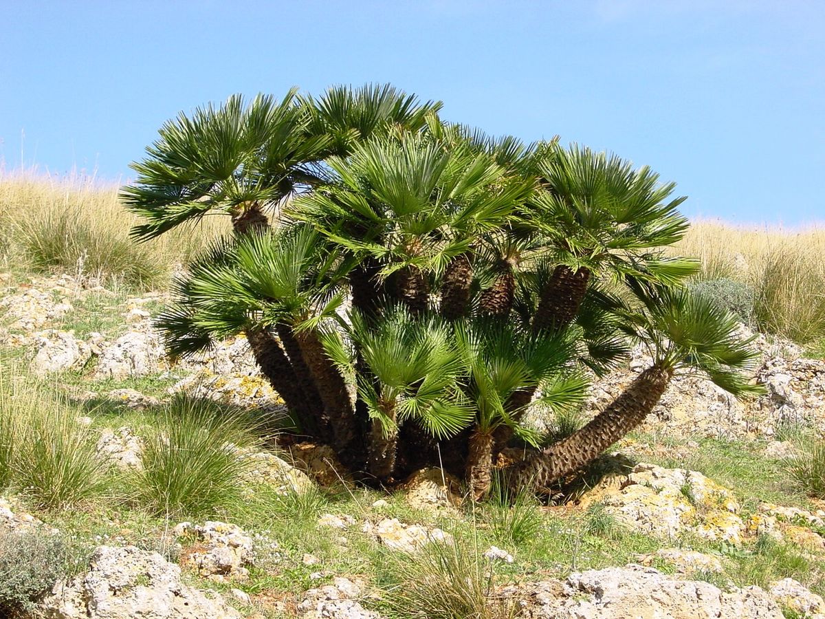 European Fan Palm (Chamaerops humilis) - Ladybird Nursery