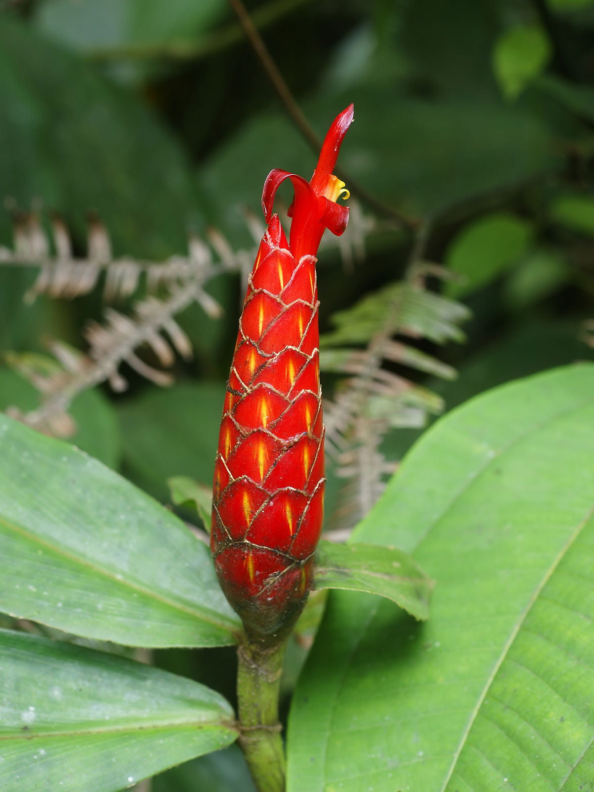 White Powder Costus (Costus pulverulentus)