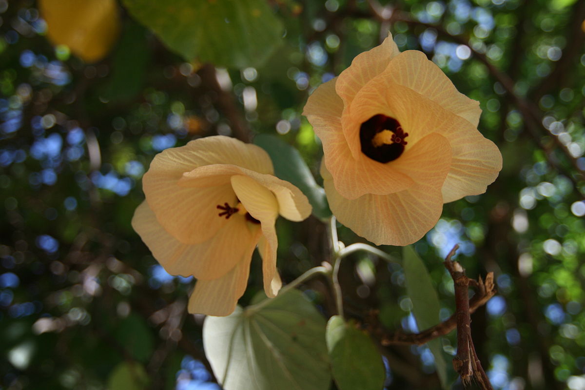 Sea Hibiscus Rubrum (Talipariti tileaceum)