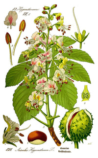 Common Horse Chestnut (Aesculus hippocastanum) - Ladybird Nursery