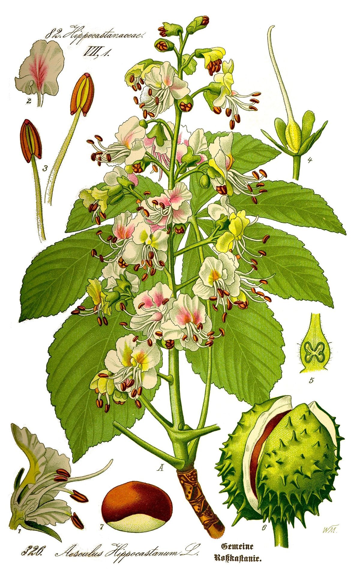 Common Horse Chestnut (Aesculus hippocastanum) - Ladybird Nursery