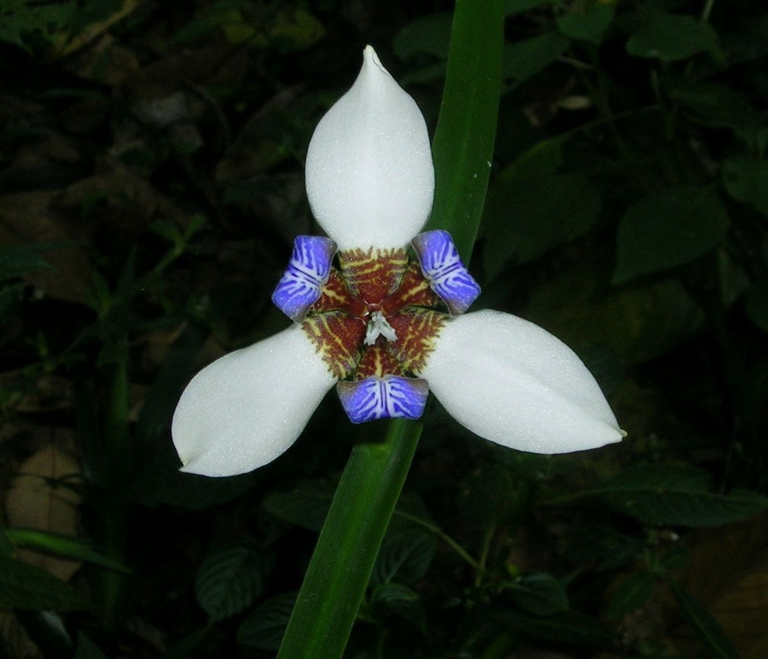 Walking Iris Versicolour (Neomarica northiana) - Ladybird Nursery
