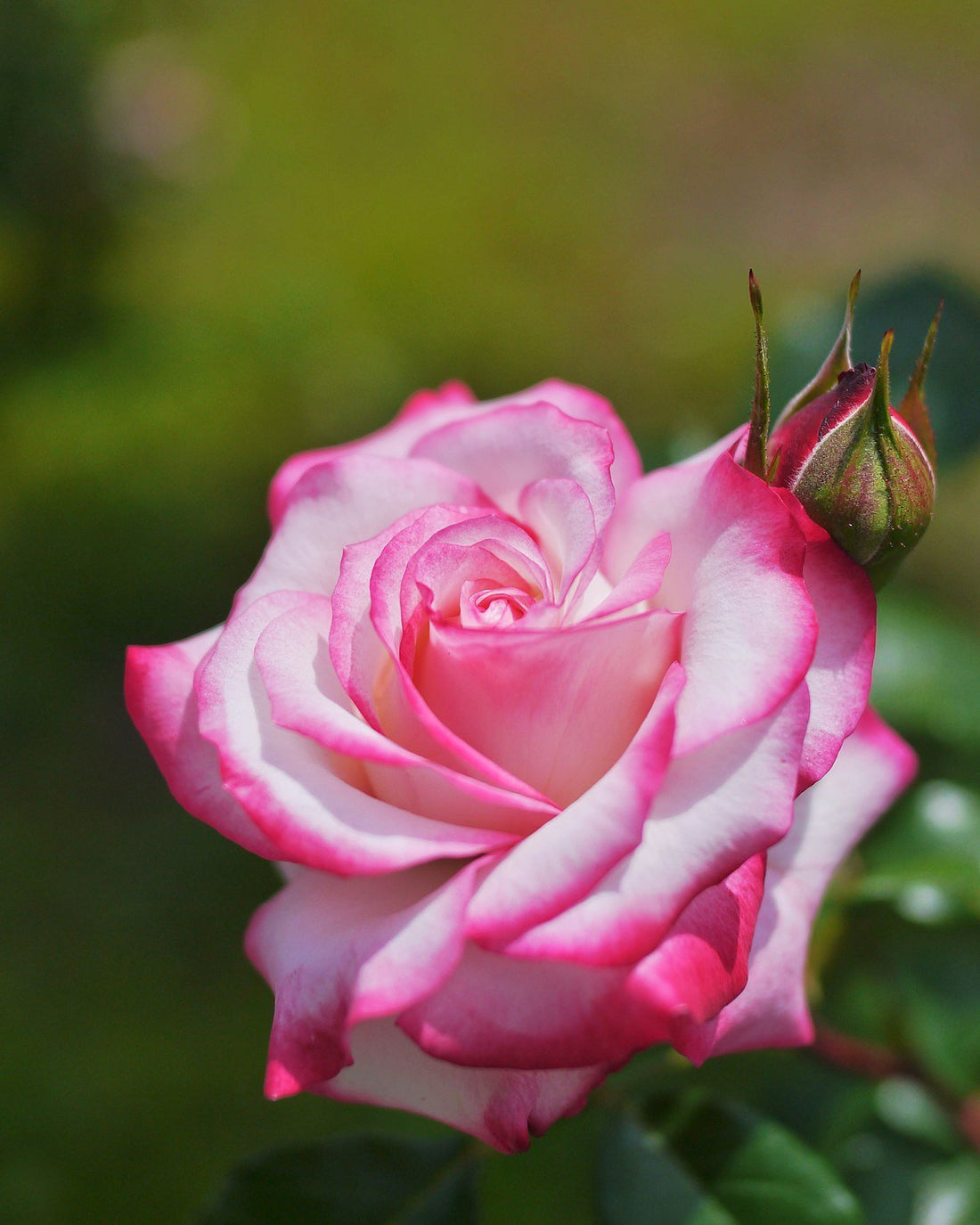 Rose Standards 'La Minuette' (PICK UP ONLY) - Ladybird Nursery