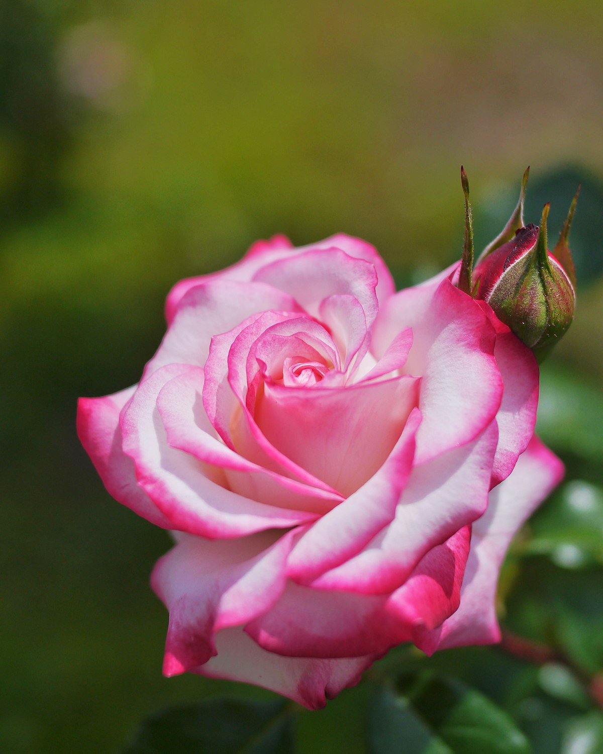 Rose Standards 'La Minuette'