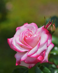 Rose Standards 'La Minuette' (PICK UP ONLY) - Ladybird Nursery