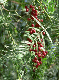 Peruvian Peppertree (Schinus molle) - Ladybird Nursery