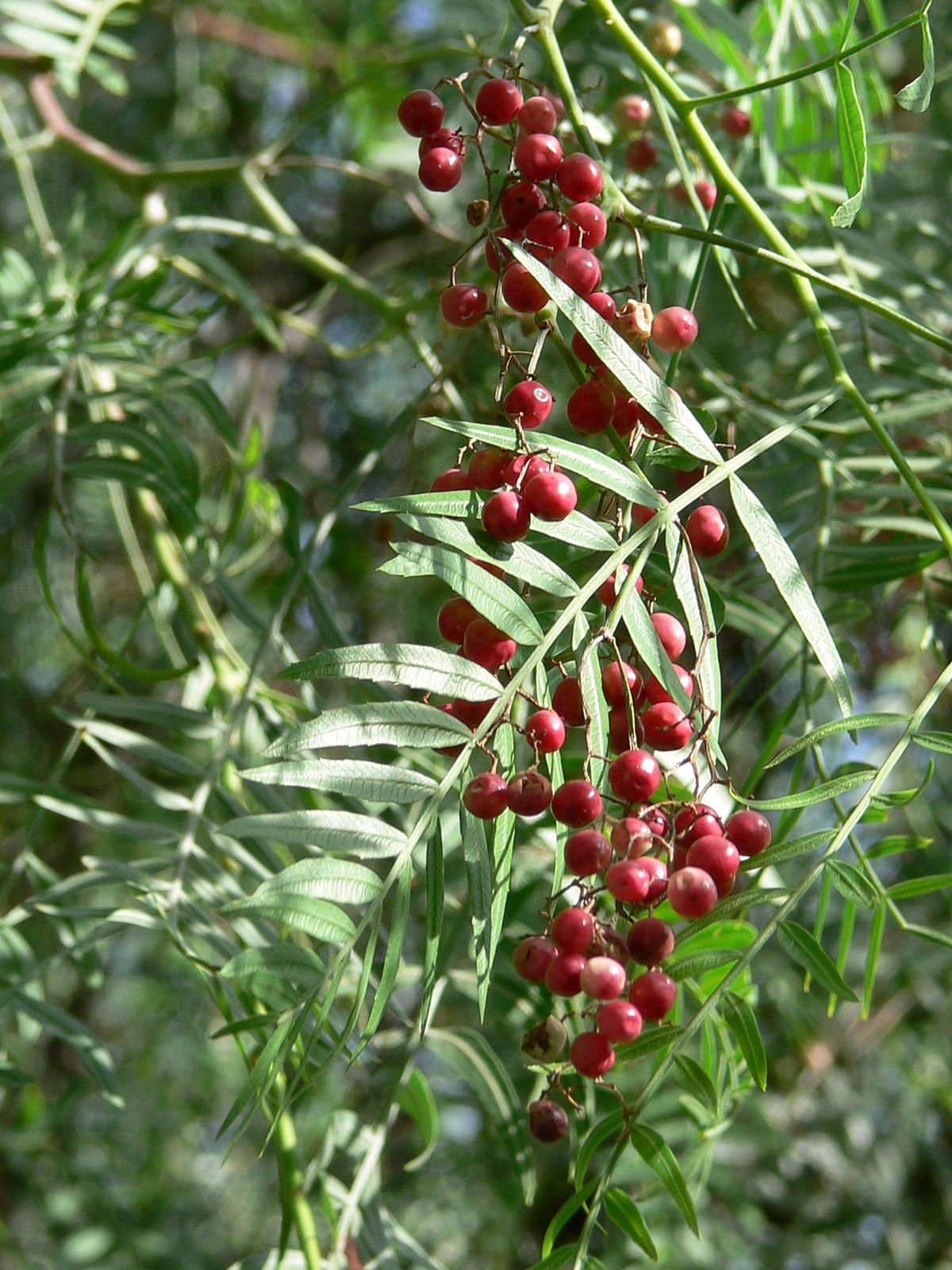 Peruvian Peppertree (Schinus molle) - Ladybird Nursery