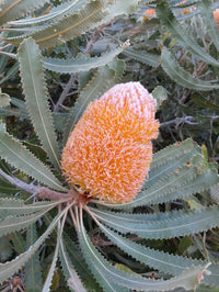 Burdett's Banksia (Banksia burdettii)