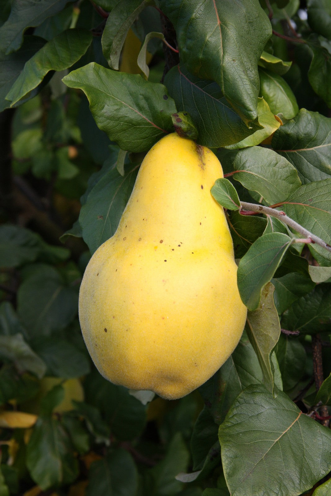 Quince 'Champion' Large