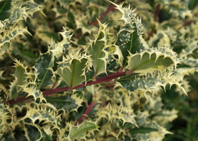 Hedgehog Holly Ferox Argentea (Ilex aquifolium) - Ladybird Nursery