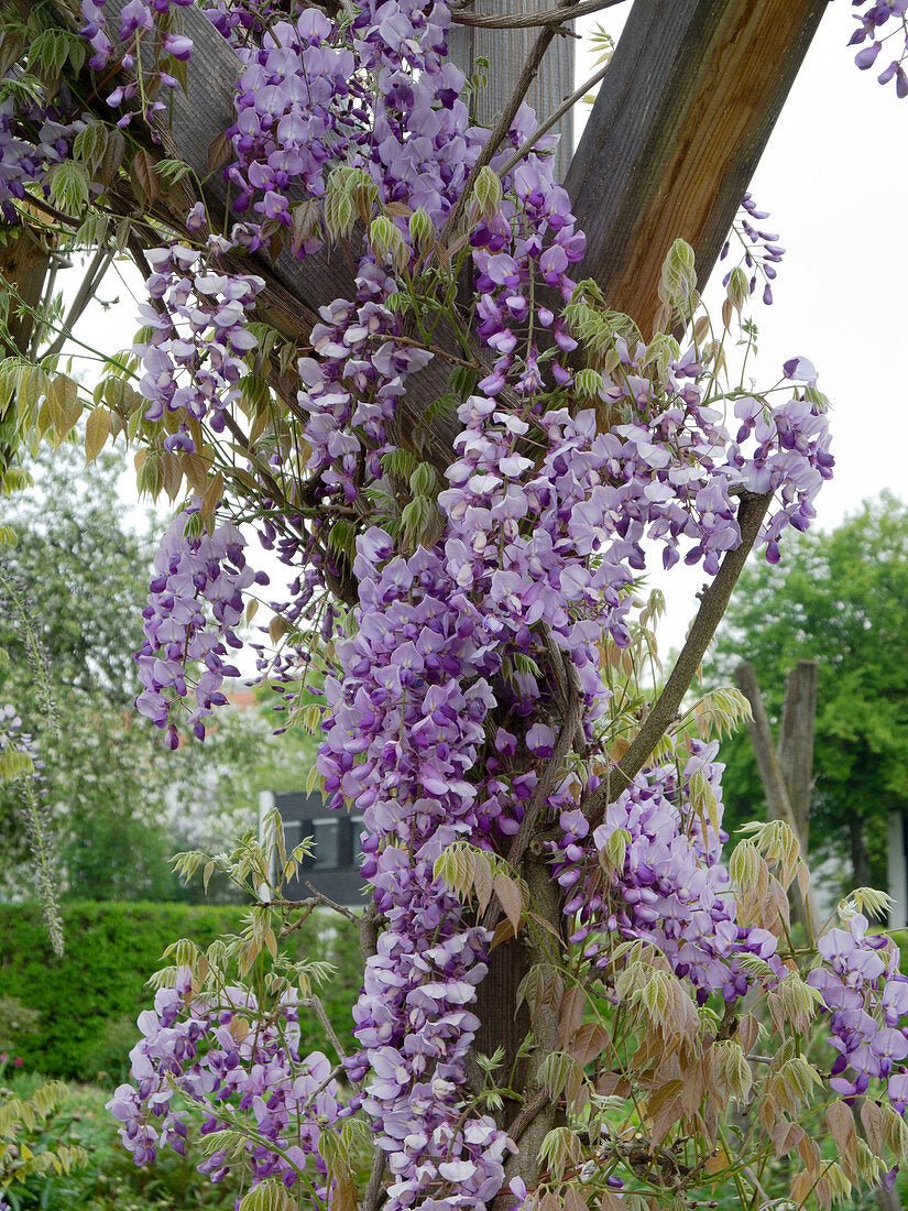 Chinese Wisteria Caroline (Wisteria sinensis) - Ladybird Nursery