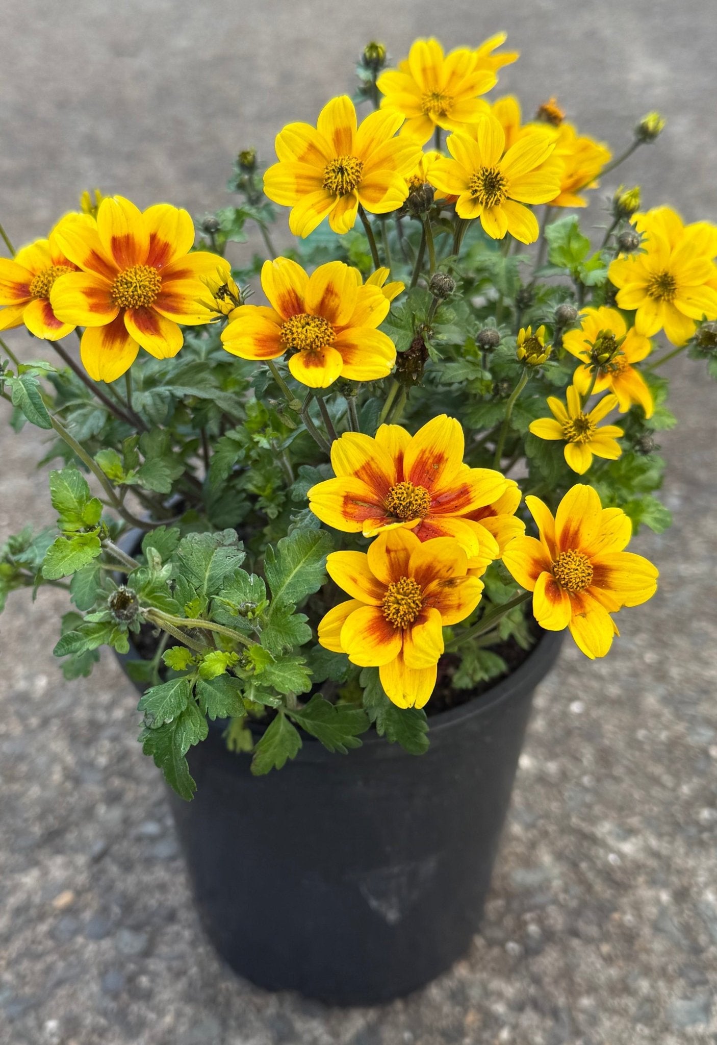 Bidens ferulifolia 'Blazing Star' - Ladybird Nursery