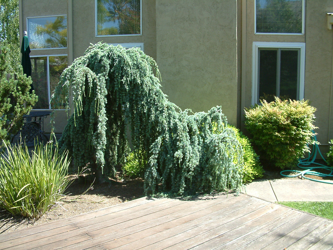 Weeping Blue Cedar glauca pendula (Cedrus atlantica) - Ladybird Nursery