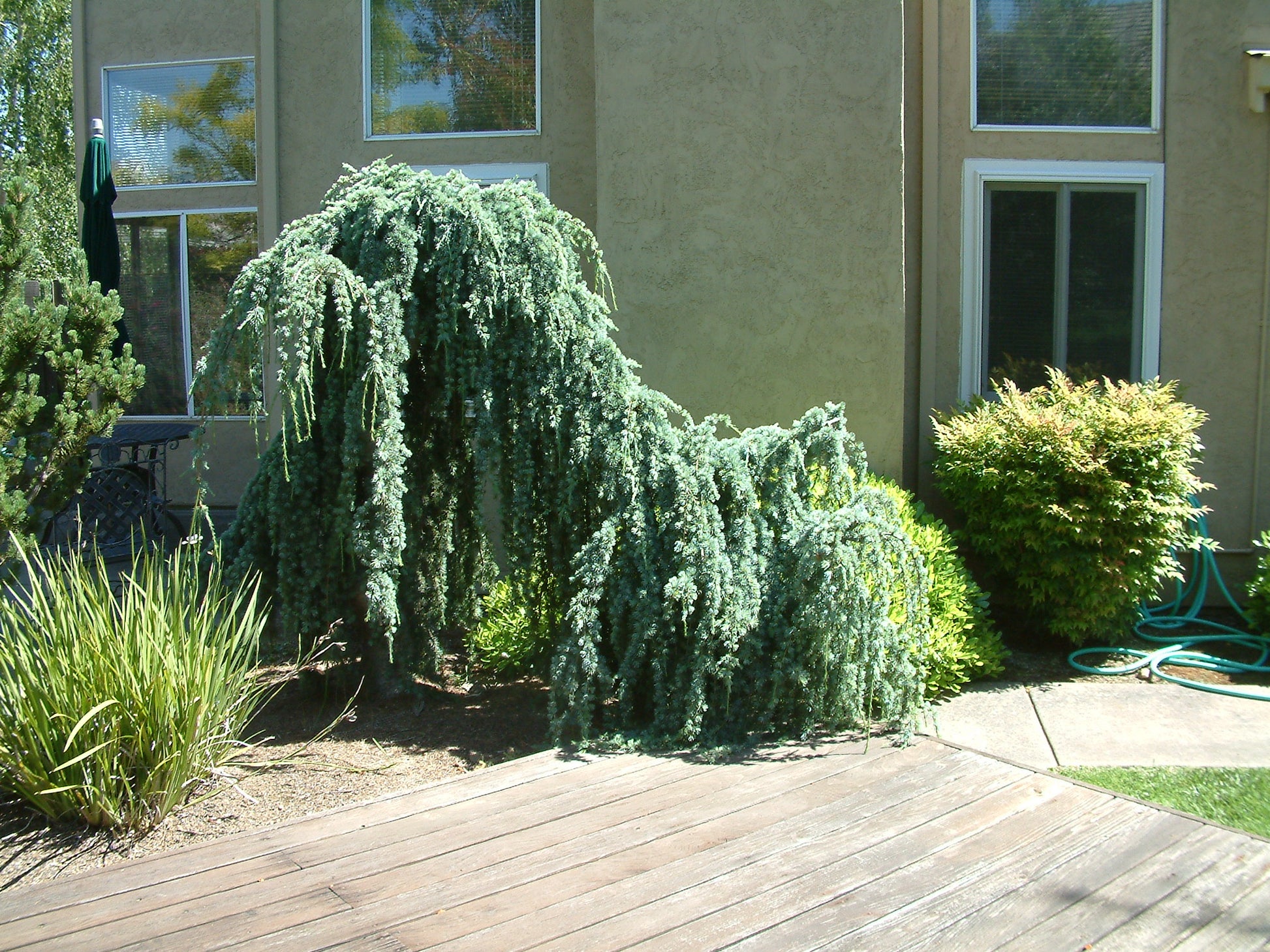 Weeping Blue Cedar glauca pendula (Cedrus atlantica)