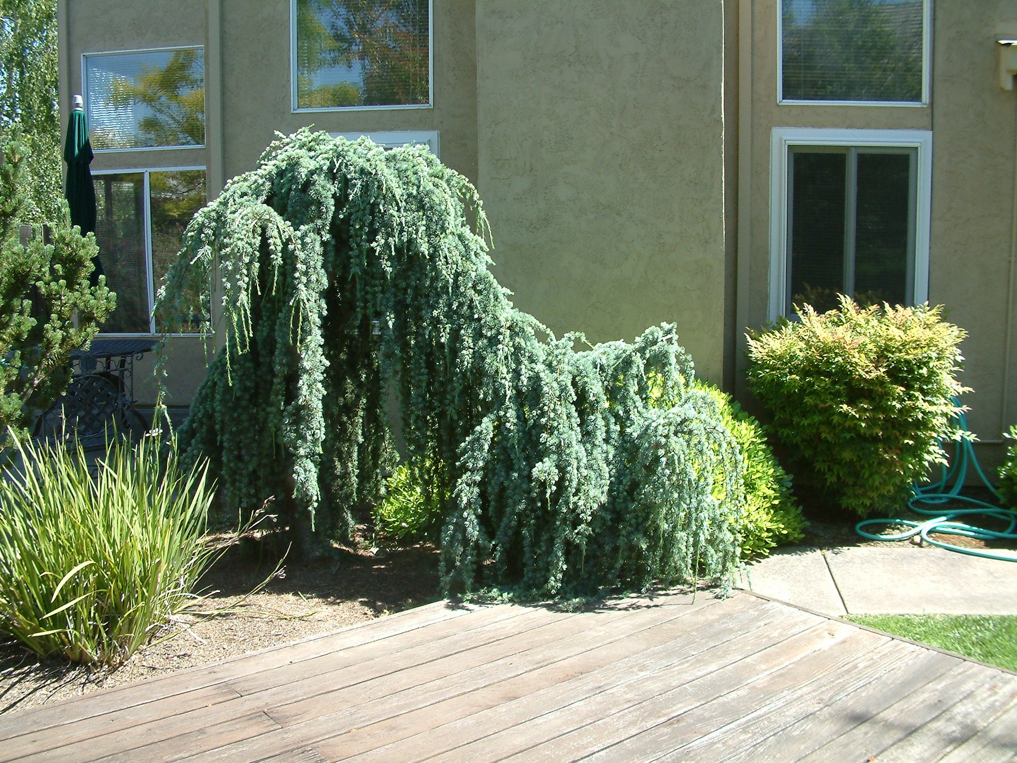 Weeping Blue Cedar glauca pendula (Cedrus atlantica) - Ladybird Nursery