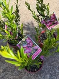 Crowea 'Little Rockstar' - Ladybird Nursery