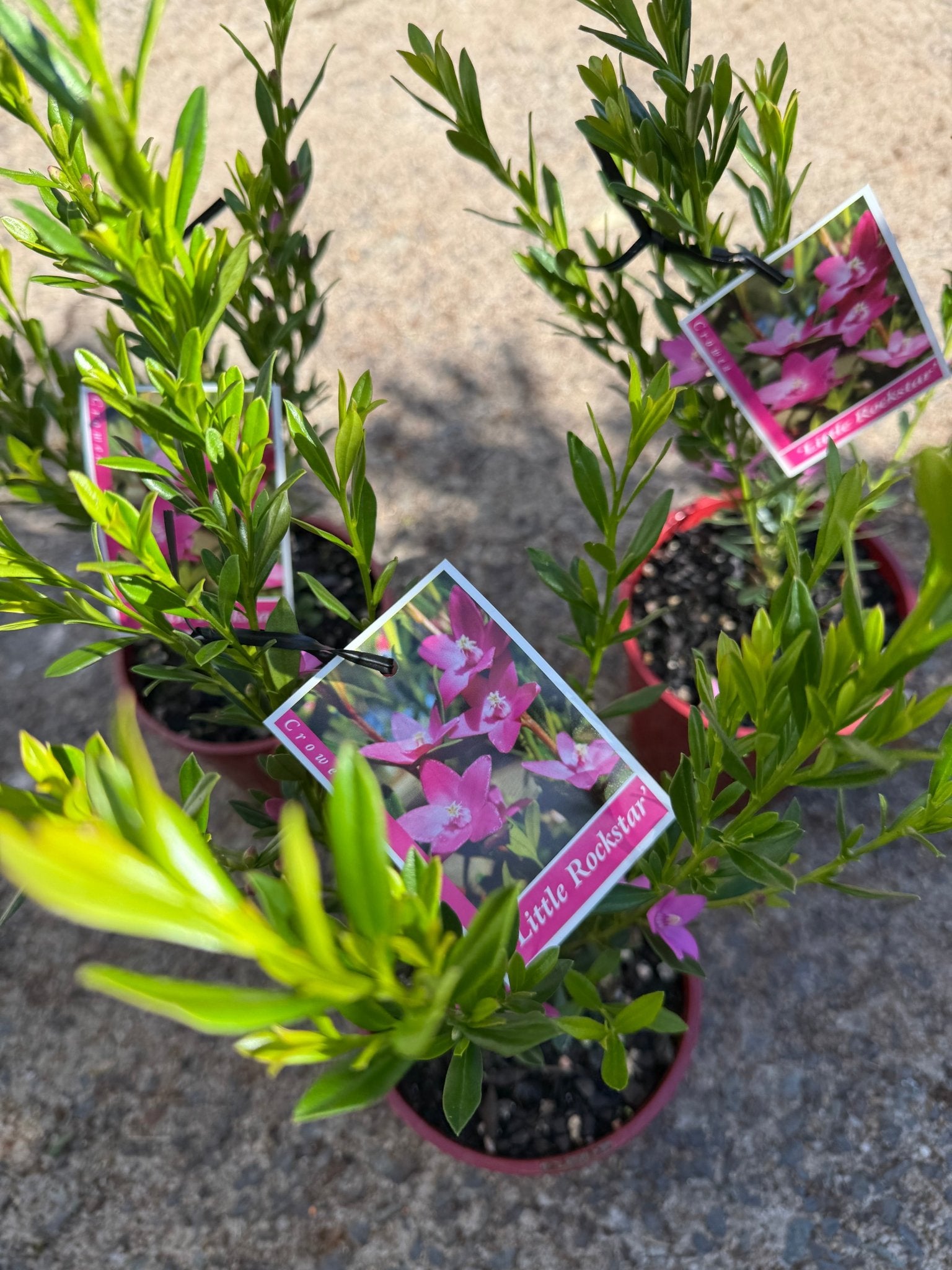 Crowea 'Little Rockstar' - Ladybird Nursery